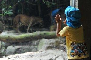 Singapore Zoo