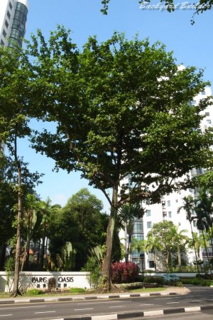 Parc Oasis