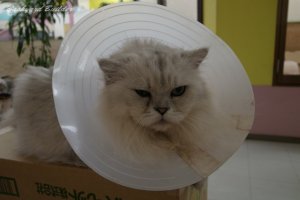 �悭���������