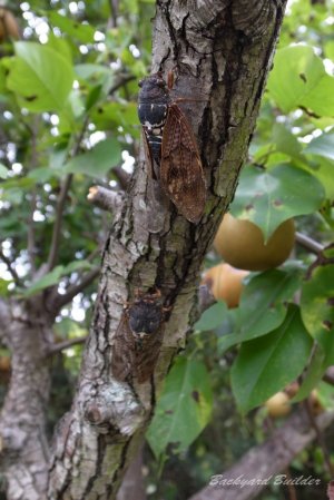 �A�u���[�~