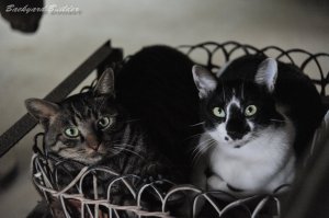 �`�r�����ƃN�������