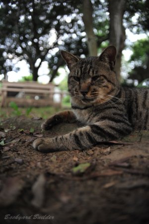 �������Ȃ��Ă����ɂ�`