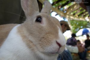 �����҂��