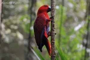 �V���K�|�[��������