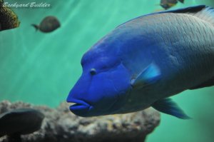 �i�|���I���t�B�b�V���Ɖj����