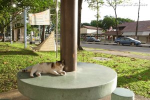 �V���K�|�[���̃l�R�����