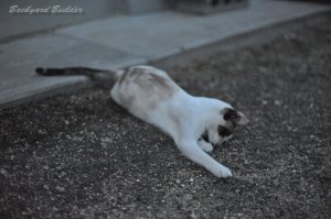 �L���b�`�I