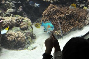 �J���t��