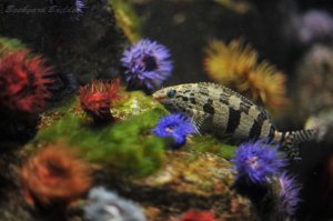 �C�\�M���`���N