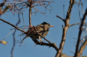 ���N�h��