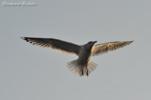 �Z�O���J����