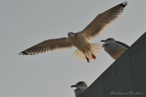 �Z�O���J����