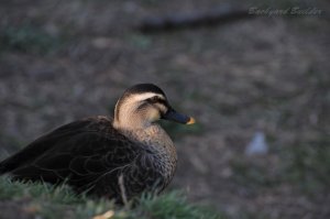 �J���K�������� (...�ꂳ��J��)