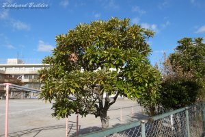 ���w�Z�̖�