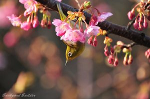 �t�̕�����