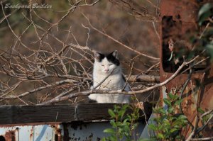 �ЂȂ��ڂ���