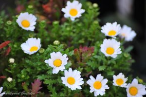 ���傢�s���ڂ�