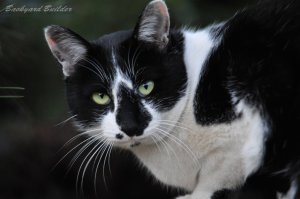 ���낿���