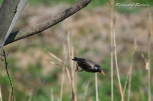 �_�C�r���O ���N�h��