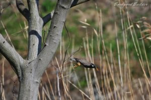 ���N�h��