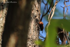 �X�Y���o�`