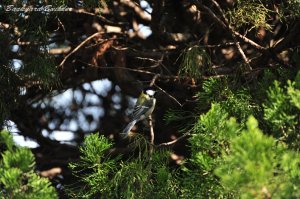 �V�W���E�J��