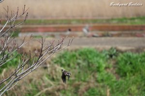 �t���C���O���N�h��