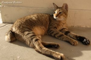 �ɂ�����