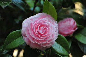 ���X�����ʐ^��(^^)