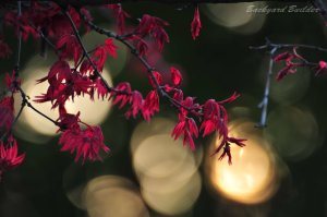 70-300mm�̃{�P��