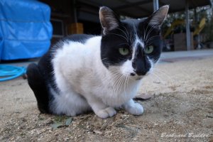 ����̓W���X�s��(^^)