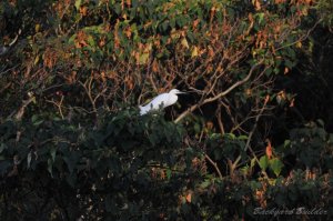 �R�T�M(���Ԃ�)