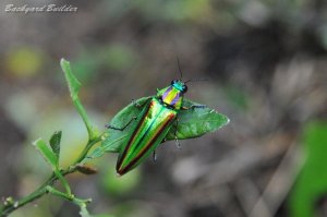 ���܂ނ��F