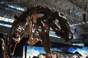 ���H����