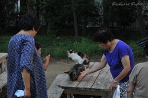 �l�R�D���̉�