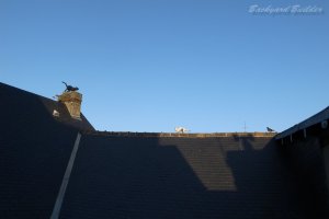 �n�g�̓z�����m(^^)