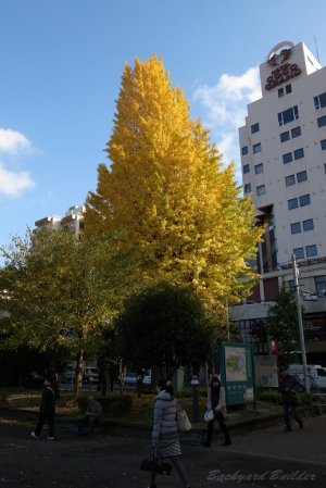 �X�̍g�t���C�C