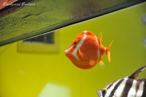 �Ȃ񂩂ւ�ł���?