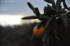 ���͕���