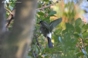 �E�\�̃z�o�����O