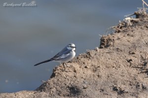 �n�N�Z�L���C