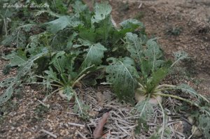 �����̓��I�f��(��)