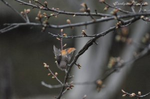 �W���E�r�^�L