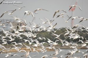 �J��������񂾓�