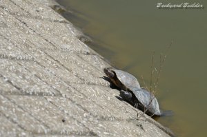 ���߂���