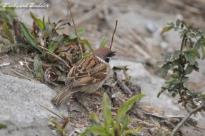 ����񂿂��