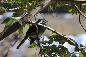 �q���h��