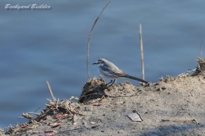 �n�N�Z�L���C