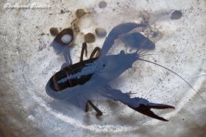 �A�����J�U���K�j with �V�W�~