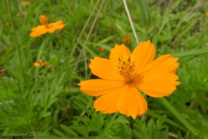 �i���e�n�i�H